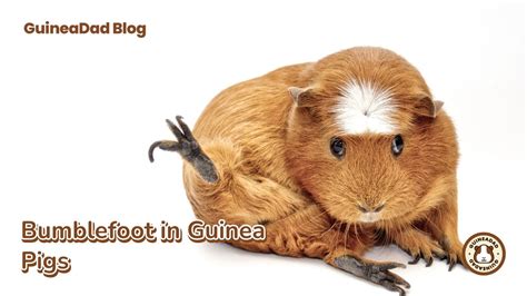 Bumblefoot In Guinea Pigs – GuineaDad