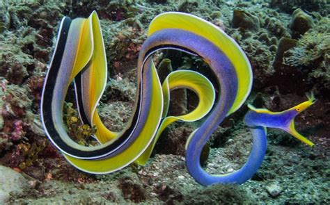 Ribbon eel - Alchetron, The Free Social Encyclopedia