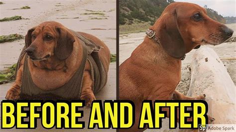 15 fat dogs weight loss before and after transformations - YouTube