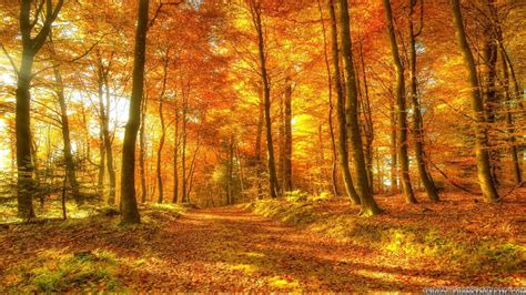 Autumn Woods Wallpapers Seasonal Crazy Frankenstein Desktop Background