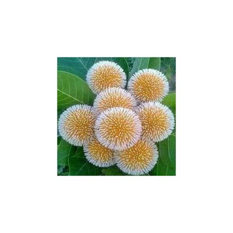 Kadam tree seeds kadamba for sale (Anthocephalus cadamba)