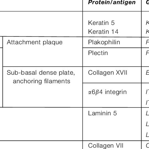 Types of epidermolysis bullosa (EB) and their characteristics | Download Table