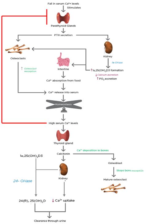 The regulation of mineral homeostasis by parathyroid hormone (PTH) and... | Download Scientific ...