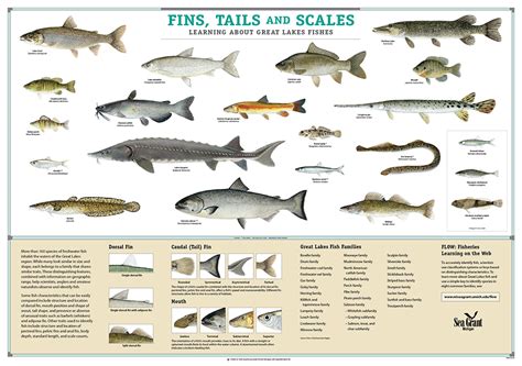 Freshwater Fish Species Chart