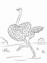 Ostrich Is Running sketch template