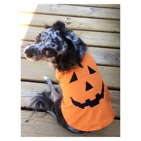 Dog Pumpkin Costume/Pet Pumpkin Costume/Halloween Pumpkin | Etsy