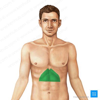 Epigastric region: Anatomy and contents | Kenhub