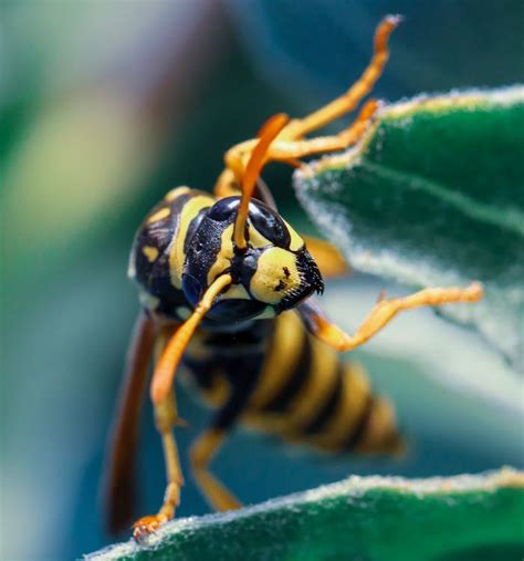 Yellow and Black Hornet on Green Leaf · Free Stock Photo