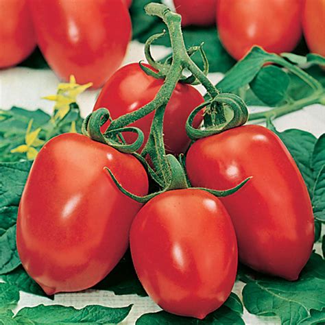 Tomato (Plum) Roma VF Seeds from Mr Fothergill's Seeds and Plants