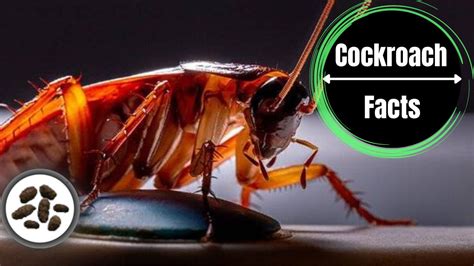 Cockroach Poop Vs Mouse Poop Complete Guide With Pictures - The ...