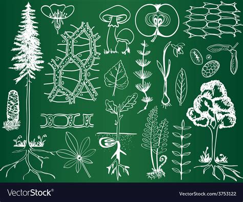 Biology plant sketches on school board Royalty Free Vector