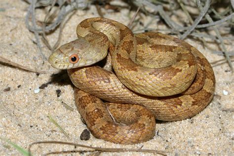 Eastern Ratsnake – Florida Snake ID Guide