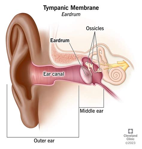 Tympanic Membrane (Eardrum): Function & Anatomy