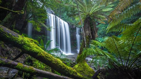 Wallpaper Australia, Tasmania, jungle, trees, waterfall, moss 1920x1200 HD Picture, Image