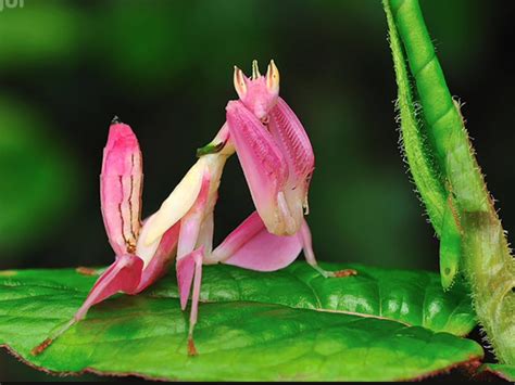 Pin by Lynda Picard on Nature | Orchid mantis, Orchids, Beautiful orchids