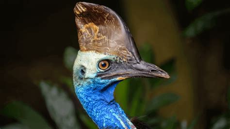 The cassowary is living proof that birds are living dinosaurs - Discvr.blog