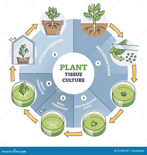 Plant Cell Culture