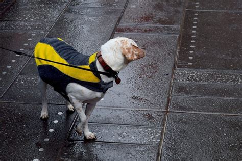 6 Easy Steps to Train your Dog to Walk With a Leash - Dog Training ...