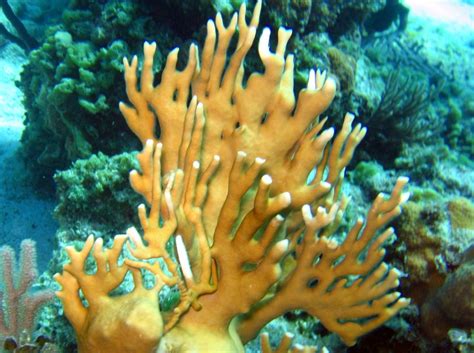 Branching Fire Coral - Millepora alcicornis - Nassau, Bahamas - Photo 1 - Tropical Reefs