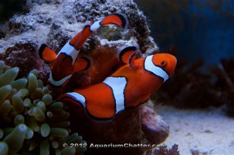 Ocellaris Clownfish Spawning – Aquarium Overload