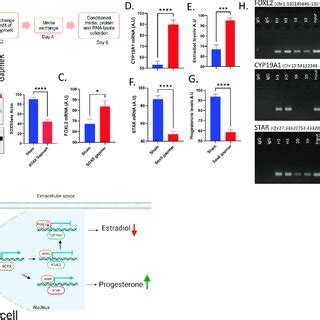 SOX9-induced regulation of steroidogenesis. (A) Schematic depiction of... | Download Scientific ...