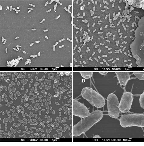 [PDF] Aeromonas hydrophila produces conductive nanowires. | Semantic ...