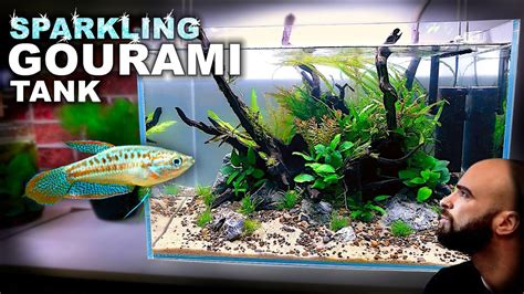 Aquascape Tutorial: SPARKLING GOURAMI Aquarium (How To: Step By Step ...