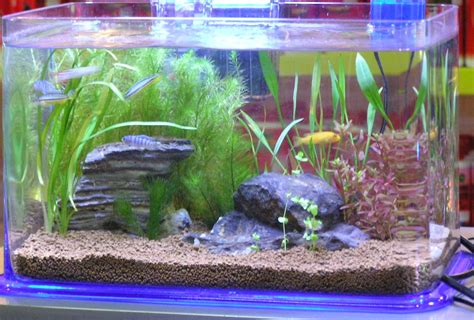 My Fresh Water Aquarium - Natural Planted Tank (Walstad Method).: Nano Aquariums.