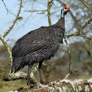 Helmeted Guineafowl - Facts, Diet, Habitat & Pictures on Animalia.bio