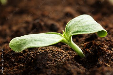 zucchini seedlings Stock Photo | Adobe Stock