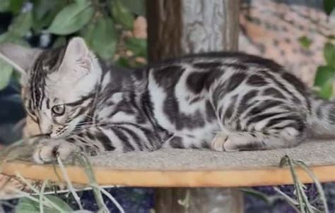 Silver Bengal Kittens for Sale - Delivery to USA & Canada