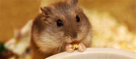 The Best Hamster Food in 2022 | My Pet Needs That