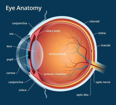 Eye Anatomy Diagram Quiz