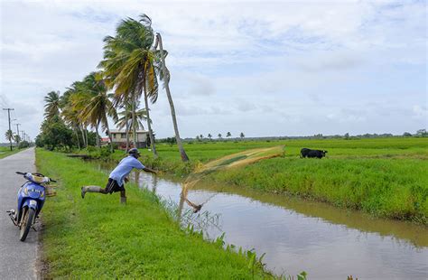 The serene Leguan Island - Guyana Chronicle