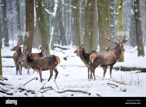 Wild animals in forest.Eurasian elk (Europe Stock Photo - Alamy