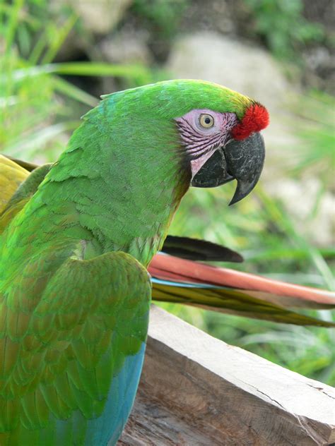 Military Macaw Facts, Pet Care, Personality, Feeding, Pictures | Singing Wings Aviary | Macaw ...