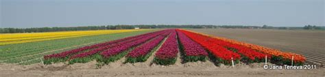 Jana around the world: Tulip fields in Flevoland 2011