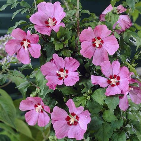 Hardy Hibiscus Collection - 3 x 2L plants | Gardening Direct