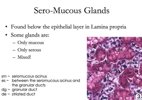 Histology of Trachea with Sero-mucous Gland