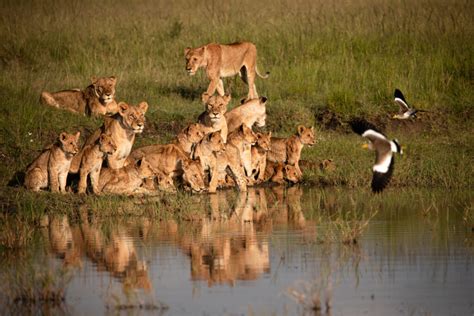 The Lioness: An Unsung Hero of the Pride - Ishara – A luxury tented camp in the Masai Mara