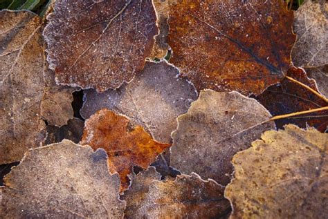 Frozen Autumn Aspen Leaves Closeup Stock Photo - Image of beautiful ...