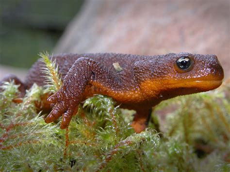 Rough Skinned Newt Facts, Habitat, Diet,Toxicity, Pictures