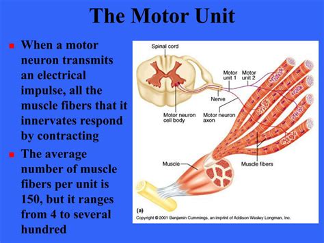 PPT - Muscle Tissue PowerPoint Presentation, free download - ID:318020