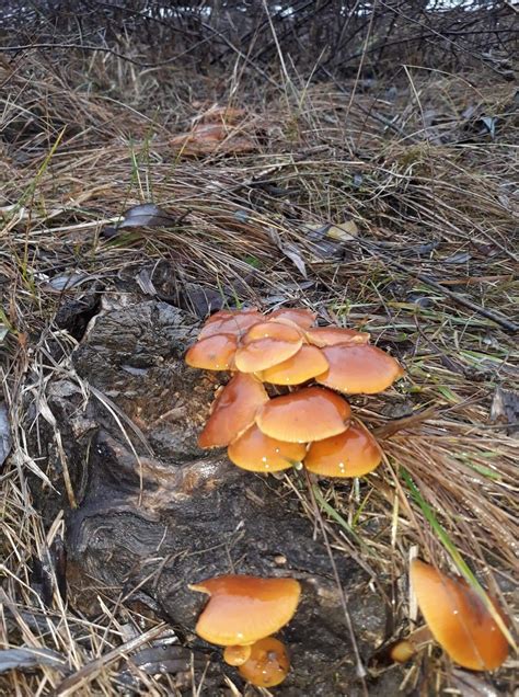 mycology - What species is this orange mushroom in Romania? - Biology ...