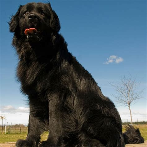 Newfoundland Size Chart: How Big Do Newfoundlands Get?