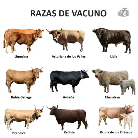 Razas de vacas de carne en España – Duroagro