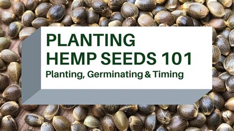 Planting Hemp Seeds 101: Germinating, Planting, & Timing – Hunger ...