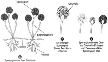 Rhizopus Nigricans Sporangia