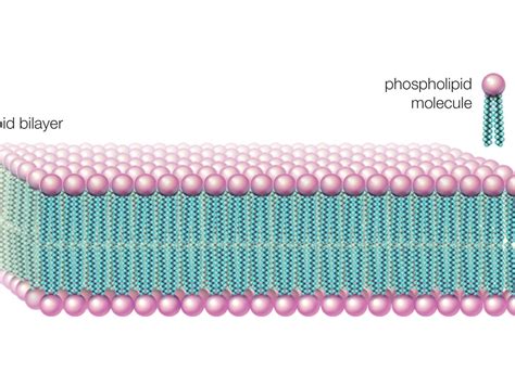 Lipid Bilayer Membrane