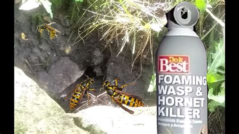 How To Get Rid Of Hornets Nest Under Deck / How To Get Rid Of A Wasp ...